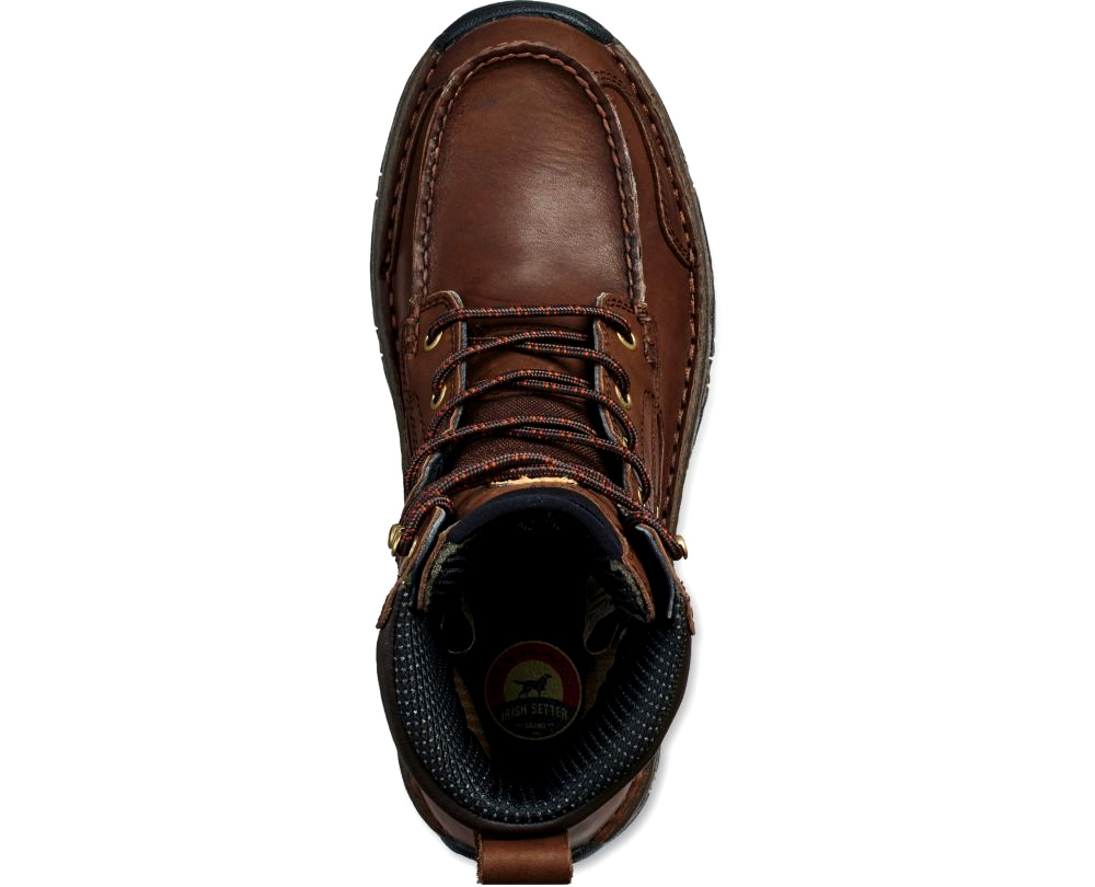 irish setter 801