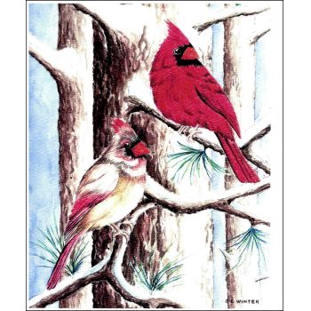 Winter Cardinals in the pines